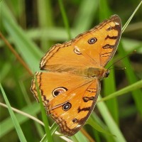 Junonia almana Linnaeus, 1758